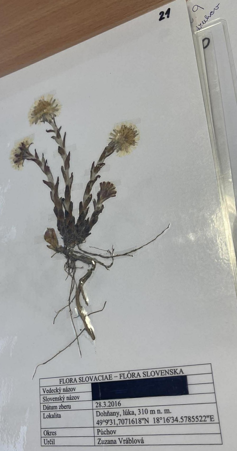 Rastlina Tussilago farfara